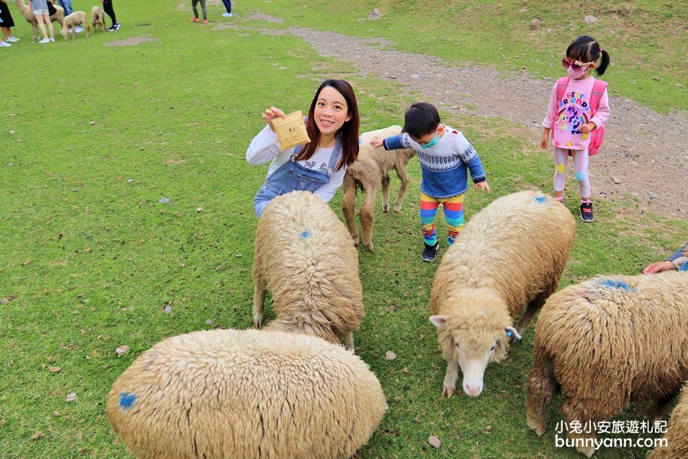 南投【清境農場】推薦清境景點，一日遊二日遊這樣玩，綿羊秀好好看。