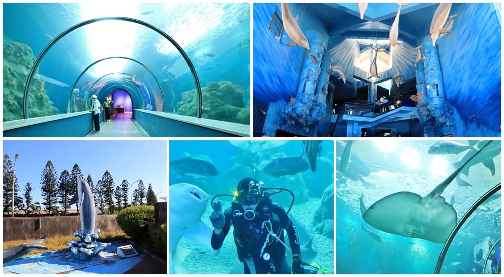 澎湖景點 美麗水下世界 澎湖水族館海底隧道 潛水員餵食秀 水母寶寶