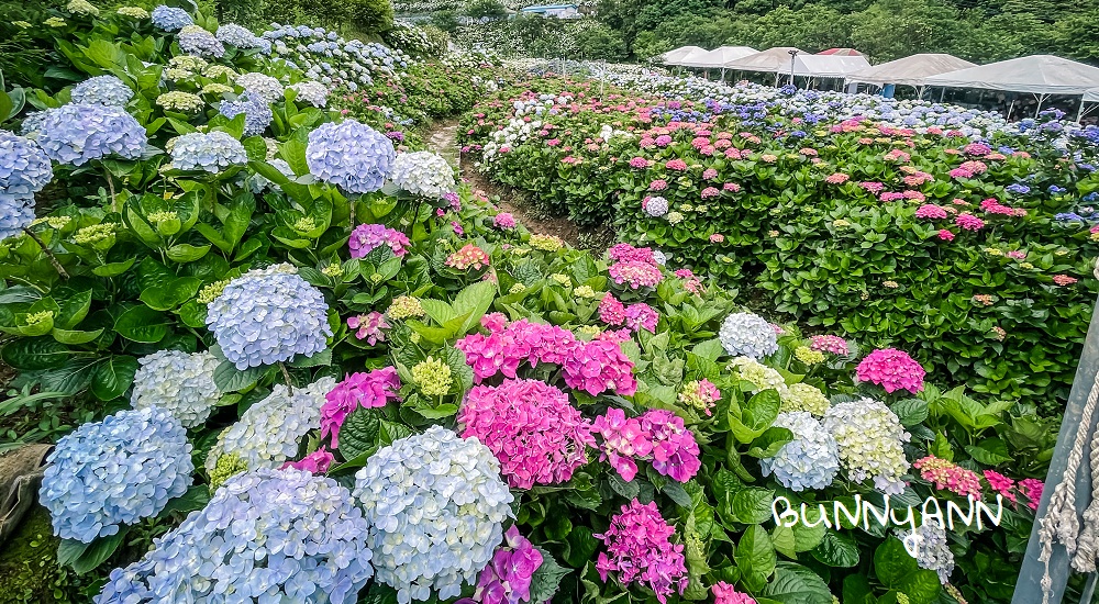 22高家繡球花田萬里第三園區 8000坪繽紛繡球花海隨