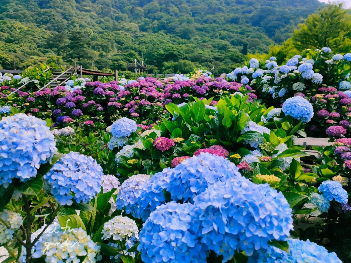 竹子湖繡球花季|頂湖財福繡球花園，超大面積繡球花田美麗綻放中！