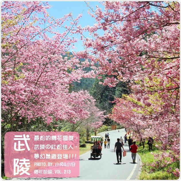 『櫻花前線』最粉的夢幻國度～武陵農場櫻花季。(2/14花況) @小兔小安*旅遊札記