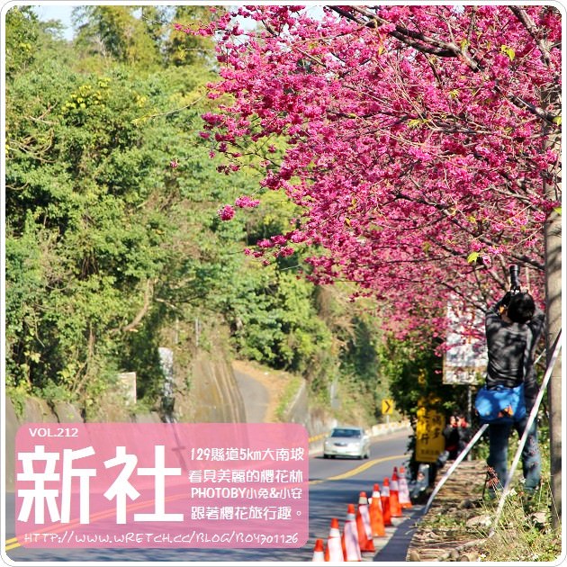 『櫻花前線』新社129縣道，無料放送的櫻花林。(2/12花況) @小兔小安*旅遊札記