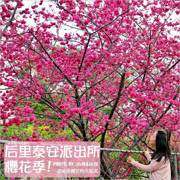 『櫻花前線』后里泰安派出所櫻花季，最輕鬆的賞櫻點。(2/12花況) @小兔小安*旅遊札記