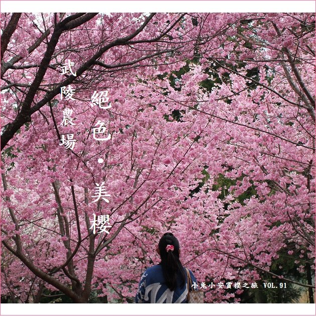 『武陵農場』2012武陵賞櫻，追逐絕色美櫻。 @小兔小安*旅遊札記