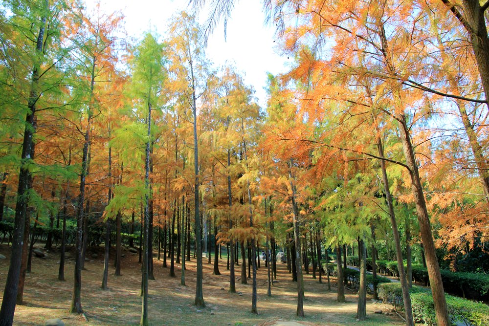 落羽松秘境 | 如光山寺池杉林浪漫橘紅小徑，我們一起在森林散步吧！
