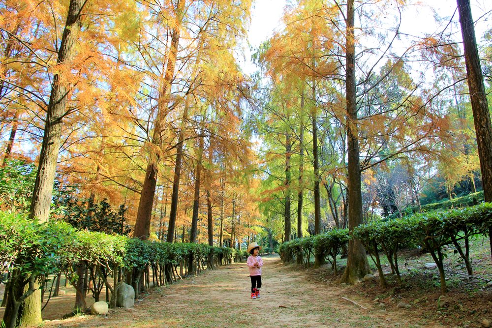 落羽松秘境 | 如光山寺池杉林浪漫橘紅小徑，我們一起在森林散步吧！
