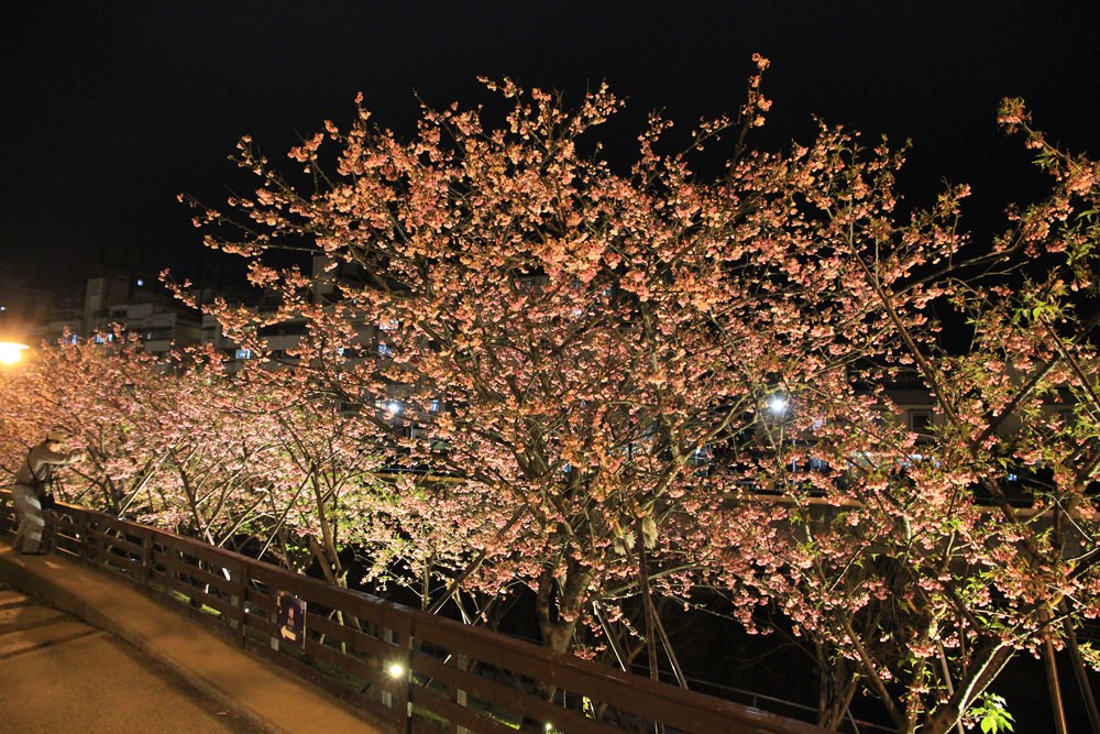 台北櫻花季 | 東湖樂活公園夜櫻粉紅風暴，河畔櫻花林越夜越浪漫~
