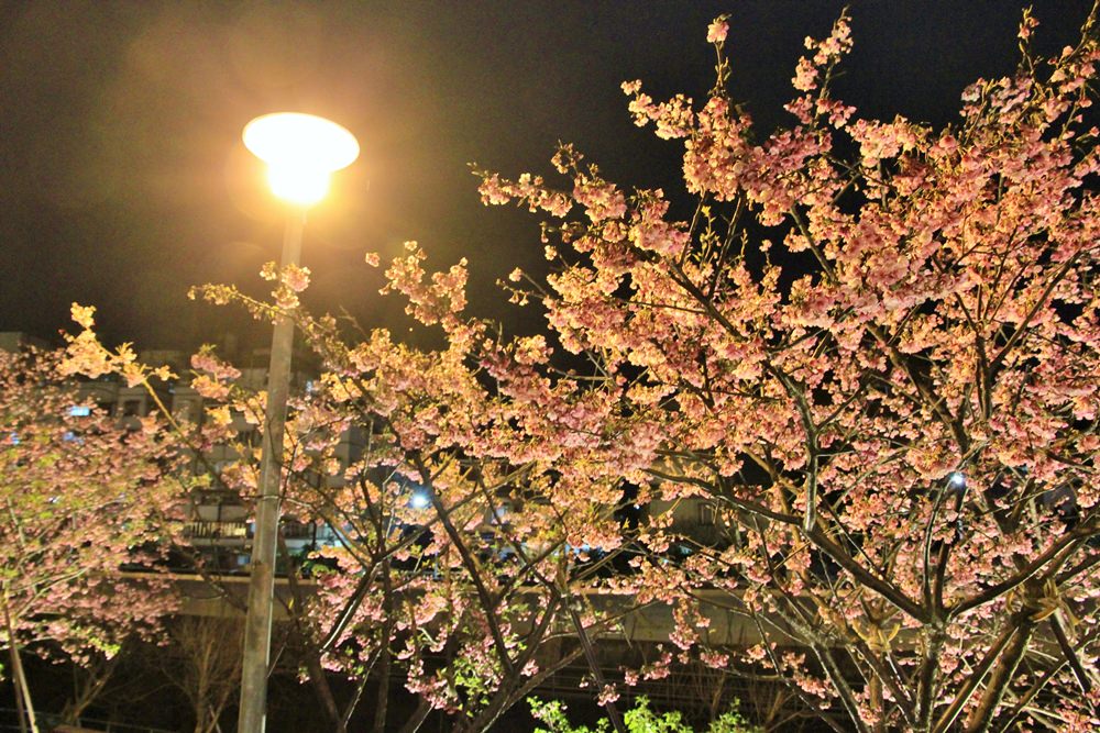 台北櫻花季 | 東湖樂活公園夜櫻粉紅風暴，河畔櫻花林越夜越浪漫~
