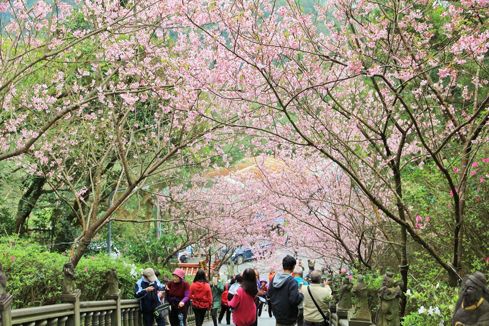 內湖櫻花季 | 碧山巖元覺寺粉紅風暴，和風味粉嫩櫻花浪漫綻放中！