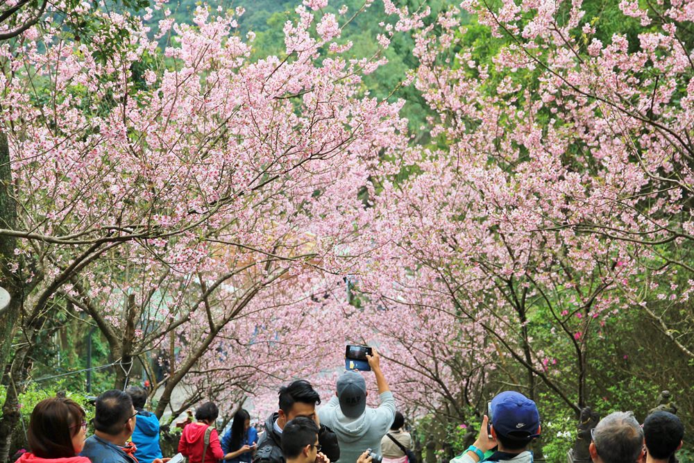 內湖櫻花季 | 碧山巖元覺寺粉紅風暴，和風味粉嫩櫻花浪漫綻放中！
