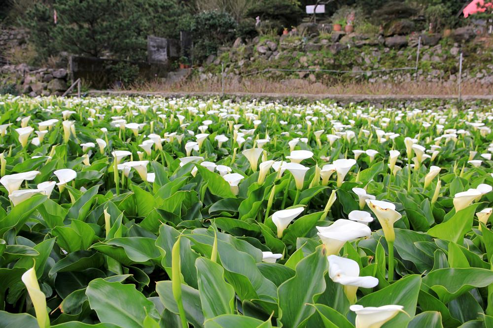 陽明山竹子湖海芋季 | 季節限定色！浪漫白色海芋花田美麗盛開中～
