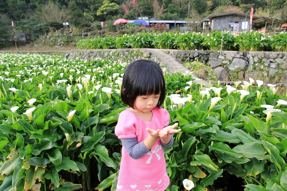 陽明山竹子湖海芋季 | 季節限定色！浪漫白色海芋花田美麗盛開中～