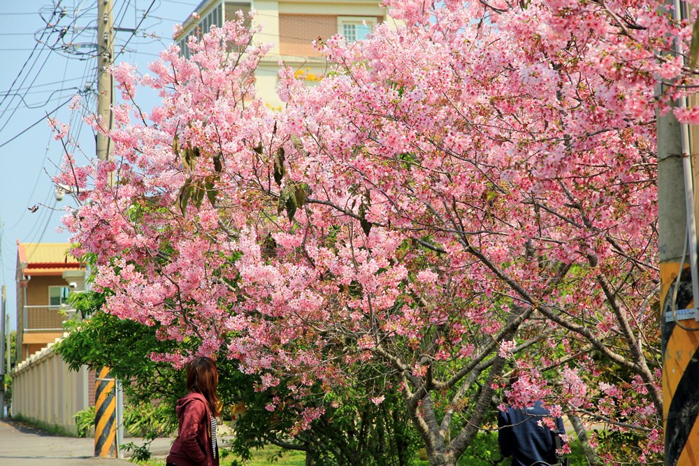 新社櫻花季 | 新賞櫻點！月湖莊園浪漫粉紅風暴，昭和櫻夢幻櫻花林！