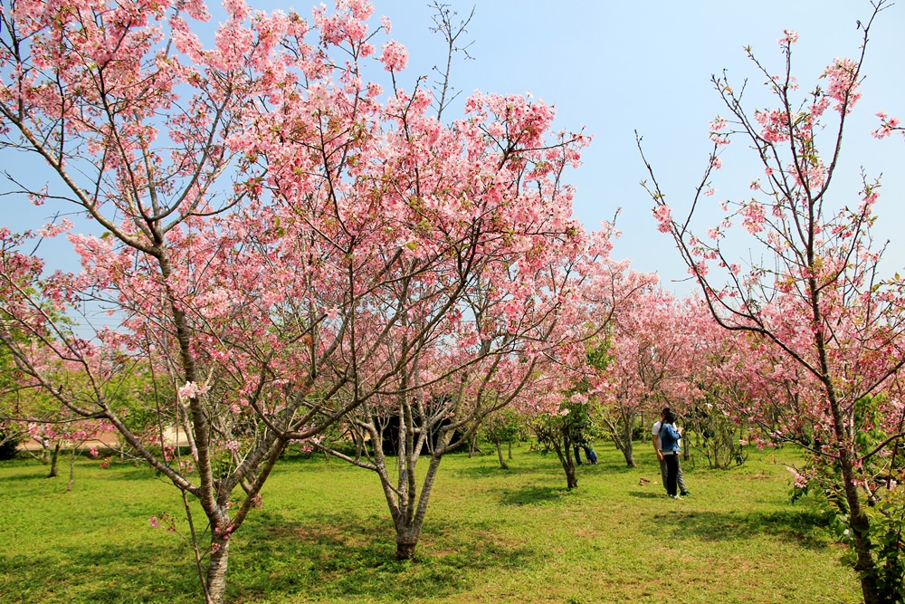 新社櫻花季 | 新賞櫻點！月湖莊園浪漫粉紅風暴，昭和櫻夢幻櫻花林！