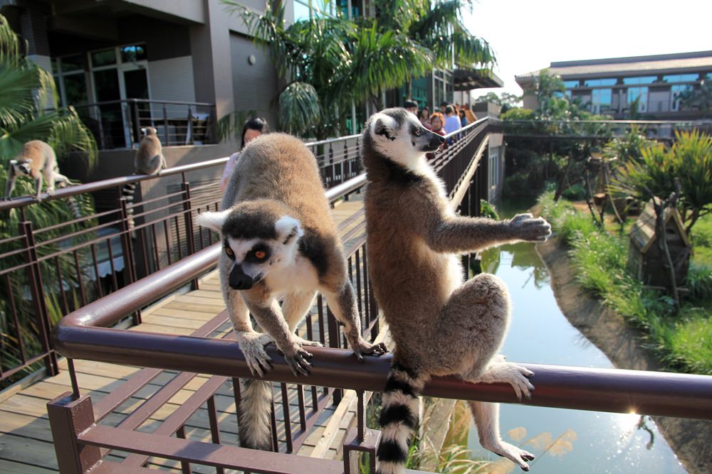 關西六福莊》關西六福莊生態渡假旅館，動物園裡住一晚體驗