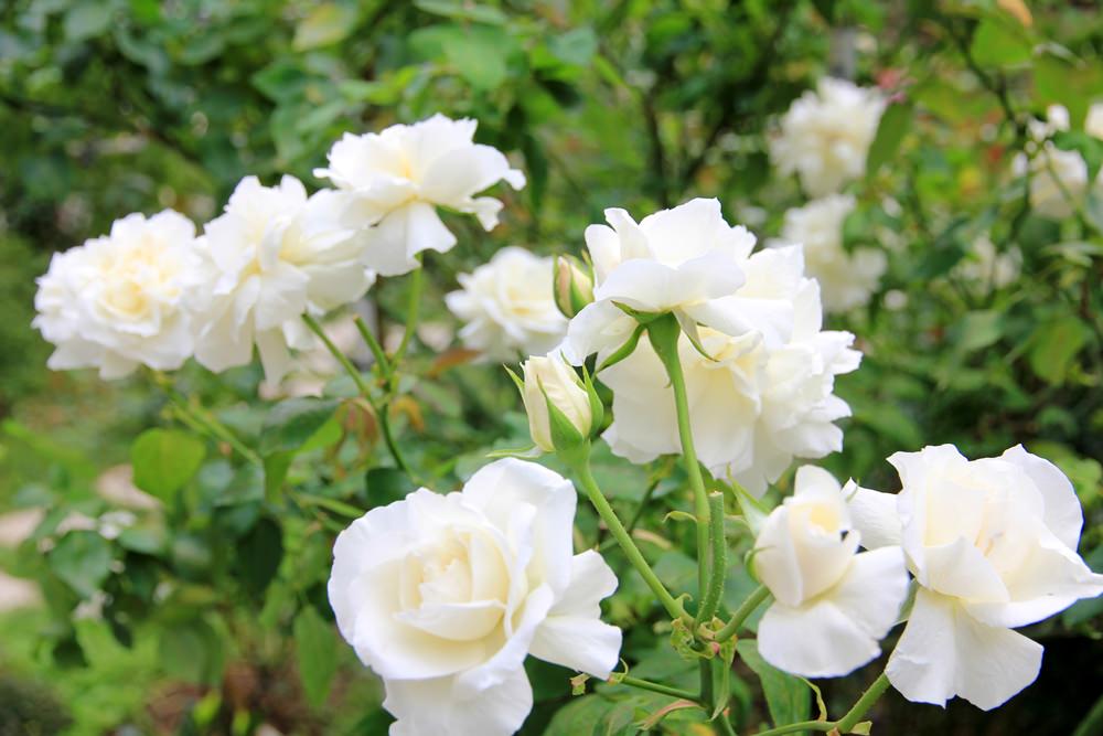 雅聞七里香玫瑰森林，浪漫歐式玫瑰花園、香氛步道美到讓人無法忘懷~