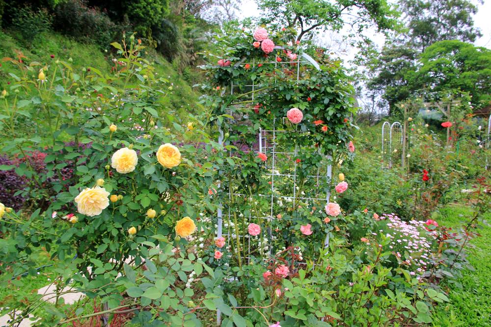 雅聞七里香玫瑰森林，浪漫歐式玫瑰花園、香氛步道美到讓人無法忘懷~