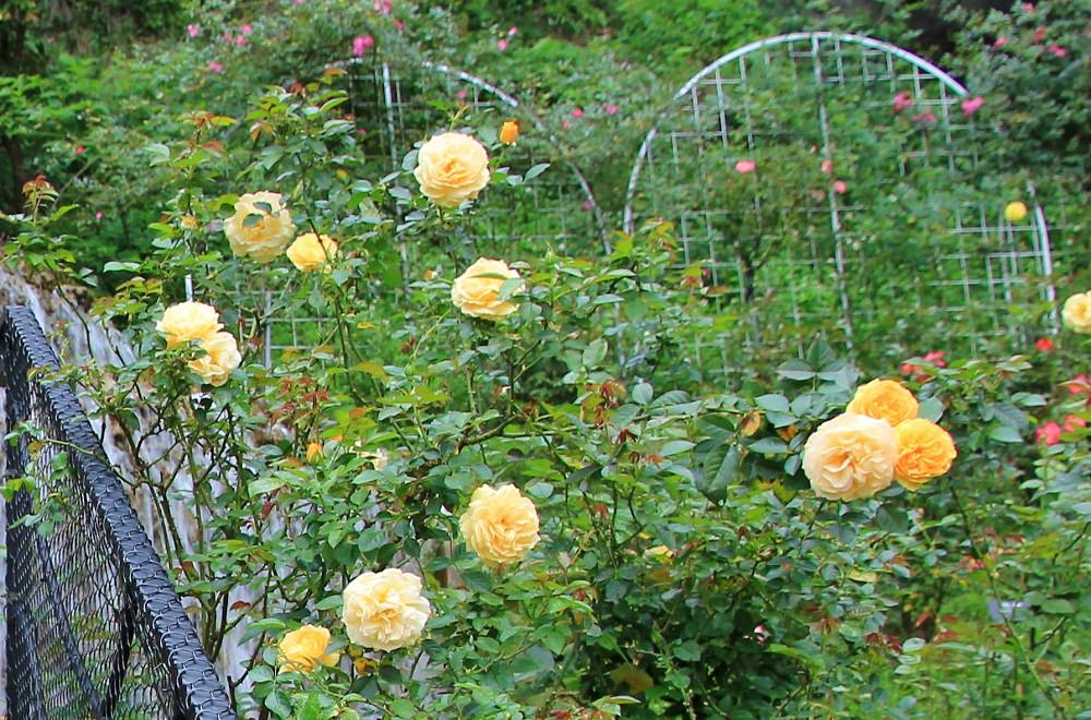 【雅聞七里香玫瑰森林】全台最大玫瑰花園，門票與餐廳介紹攻略!!