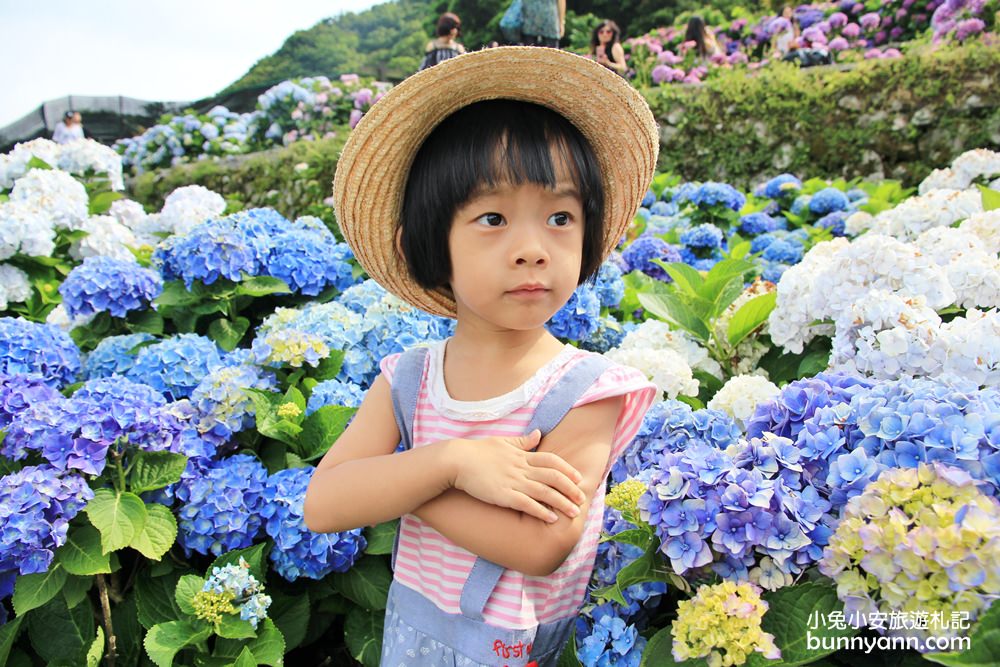 竹子湖超美「大梯田花卉生態農園」繡球花與門票優惠整理