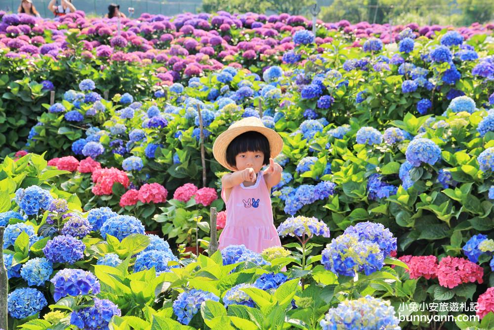 竹子湖繡球花季|頂湖財福繡球花園，超大面積繡球花田美麗綻放中！