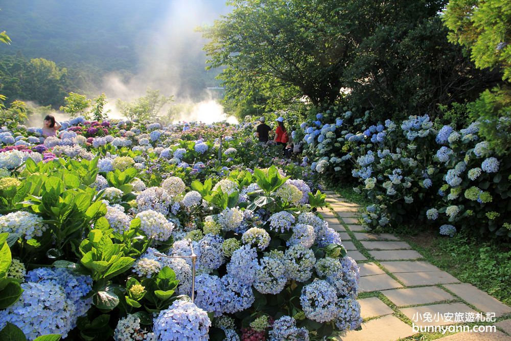 竹子湖「花與樹繡球花園」夢幻系繡球花仙境就在這了