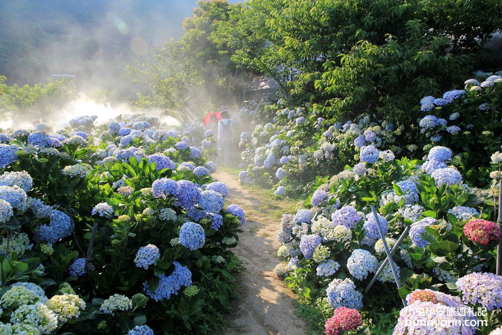 竹子湖「花與樹繡球花園」夢幻系繡球花仙境就在這了
