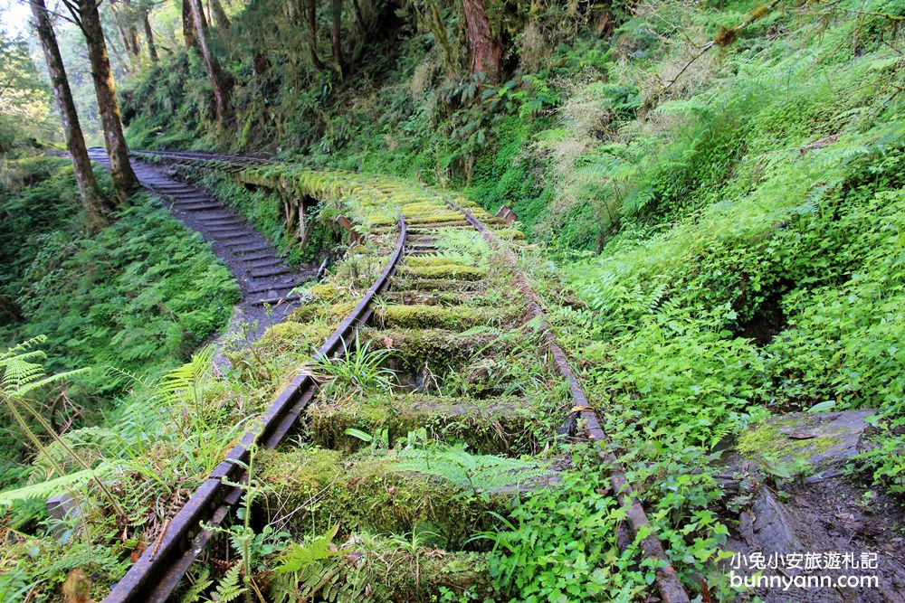 宜蘭全球最美小路見晴懷古步道，絕美綠之森林鐵道