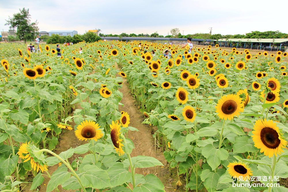 桃園景點》向陽農場向日葵迷宮，免費玩！比人高向日葵打造太陽花迷宮超好拍～