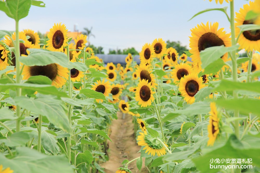 桃園景點》向陽農場向日葵迷宮，免費玩！比人高向日葵打造太陽花迷宮超好拍～