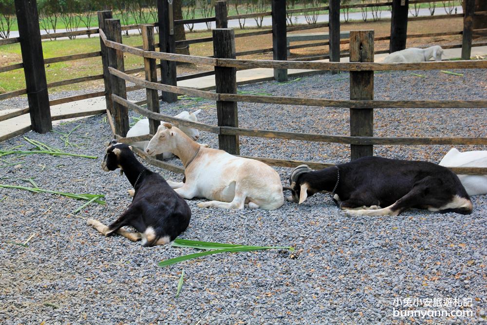 高雄景點》華一休閒農場，餵羊羊吃牧草、吃羊奶冰、草地放風郊遊趣