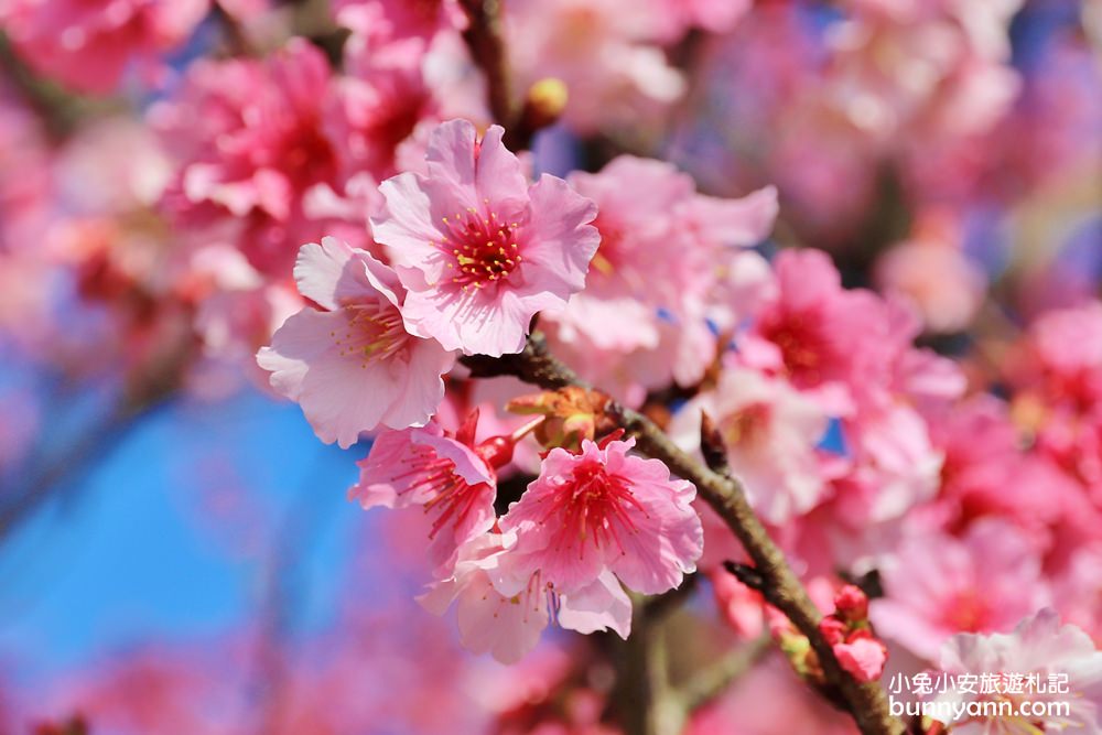 台北賞櫻花》最美巷弄！平菁街42巷櫻花開了，煙火般的燦爛粉紅之美。