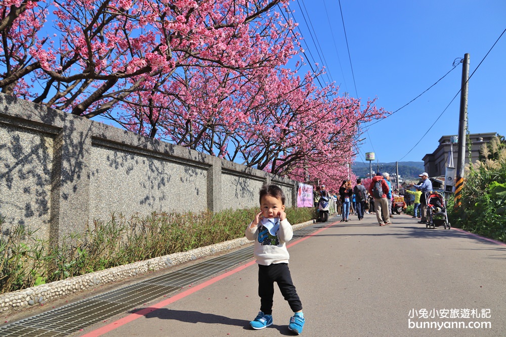 台北賞櫻花》最美巷弄！平菁街42巷櫻花開了，煙火般的燦爛粉紅之美。