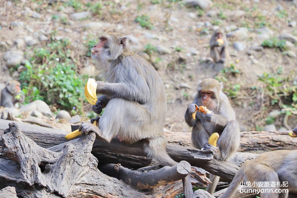台中景點》郭叔叔獼猴園，可愛小猴子照鏡子吃水果，獼猴餵食秀超厲害！