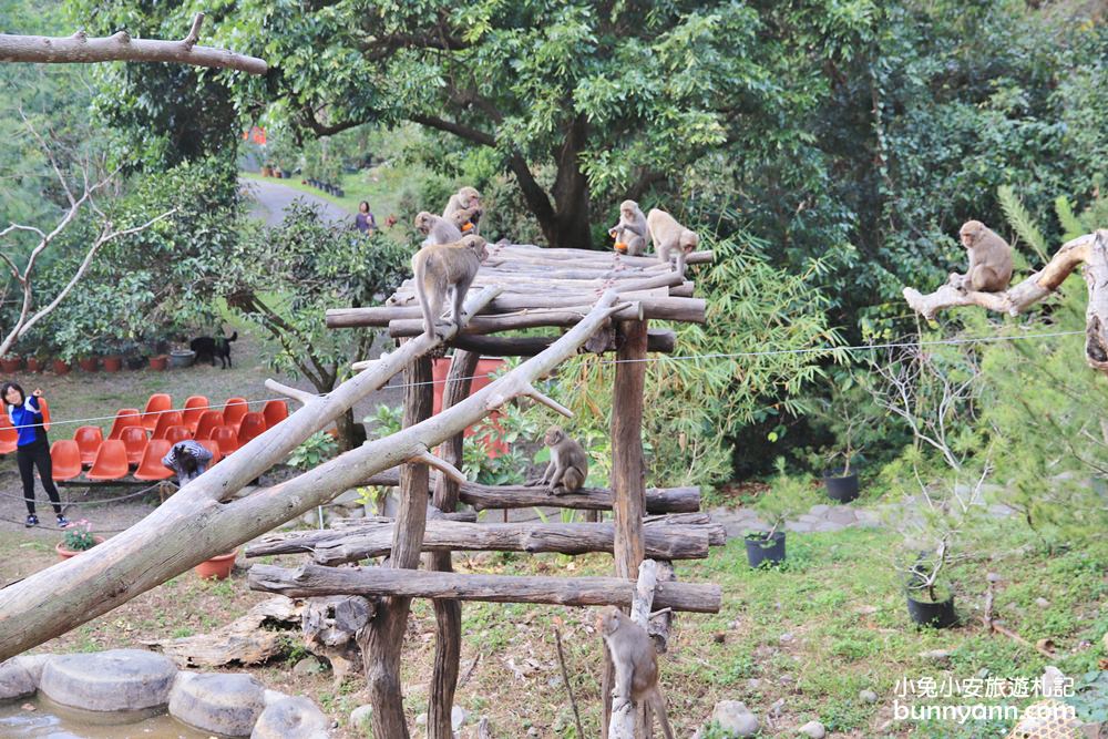 台中郭叔叔獼猴園｜可愛小猴子照鏡子，獼猴餵食秀超厲害