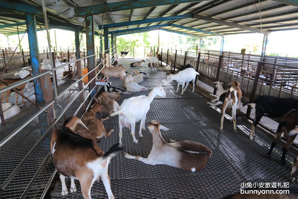宜蘭景點》宜農牧場，只要50元就能餵豬、餵羊、餵小白兔，宜蘭CP值最高牧羊場！
