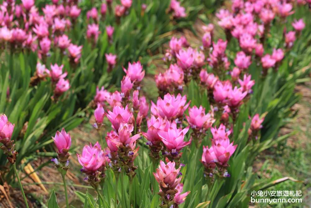 彰化景點》夏天最美花朵在彰化，溪州粉紅薑荷花海、漸層雞冠花迷宮，放假一起賞花趣~