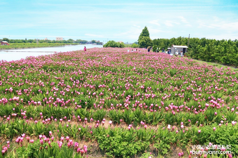 彰化景點》夏天最美花朵在彰化，溪州粉紅薑荷花海、漸層雞冠花迷宮，放假一起賞花趣~