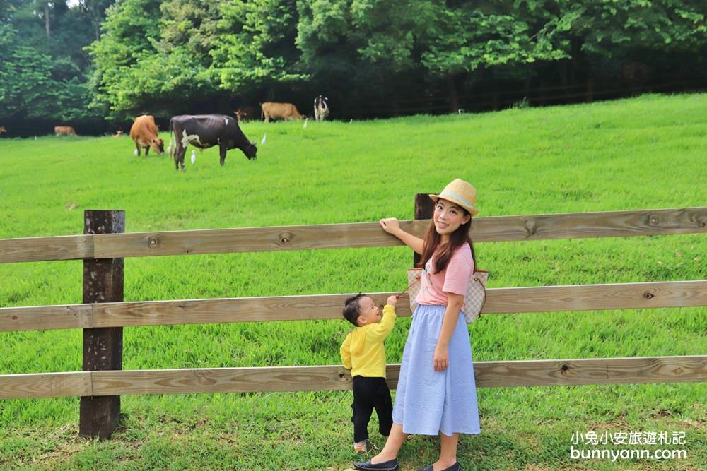 苗栗通霄飛牛牧場，親子一起放牧趣，餵小牛喝奶、小羊吃草去
