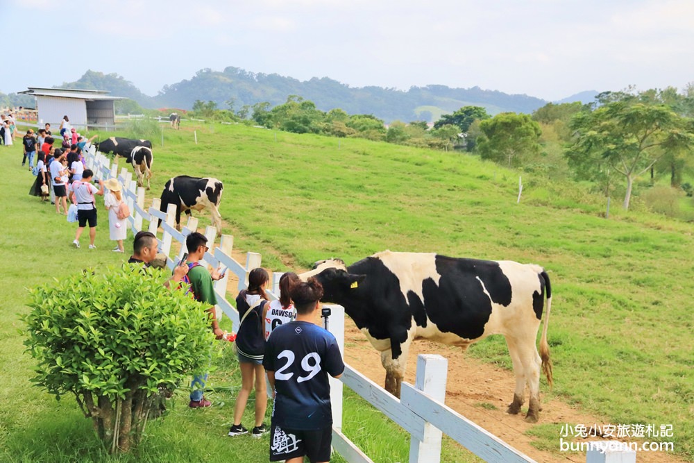 台灣可以看牛景點推薦，10個耍牛脾氣牧場，擠牛奶超有趣