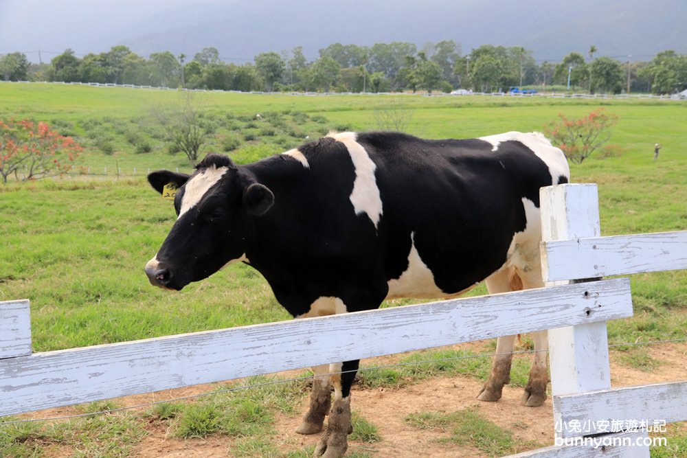 台東初鹿牧場與可愛乳牛互動，附近景點與門票優惠分享