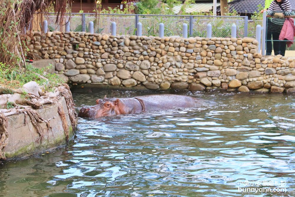 來逛動物園、海洋公園放鬆一下，在家也能看河馬，水豚君就是這麼簡單