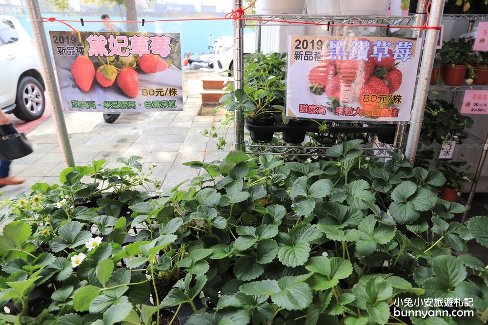 台中景點》潭子草莓世界入園免費！中台灣草莓季開始啦～酸甜的新鮮草莓等你來採！
