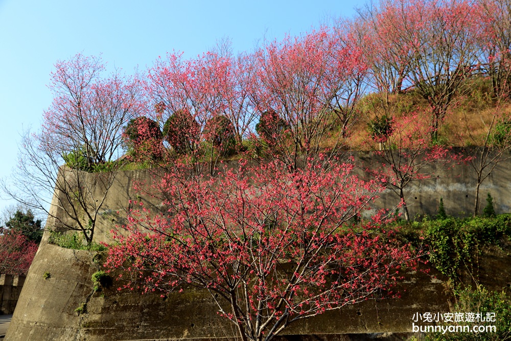 苗栗景點》賞櫻季節來了！獅潭協雲宮，山林間的紅粉櫻花谷～
