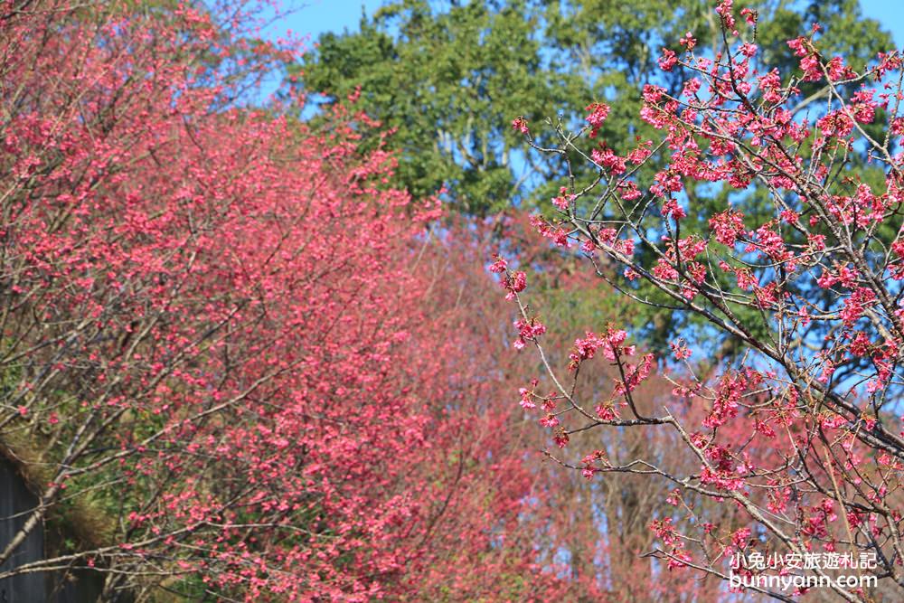 苗栗景點》賞櫻季節來了！獅潭協雲宮，山林間的紅粉櫻花谷～