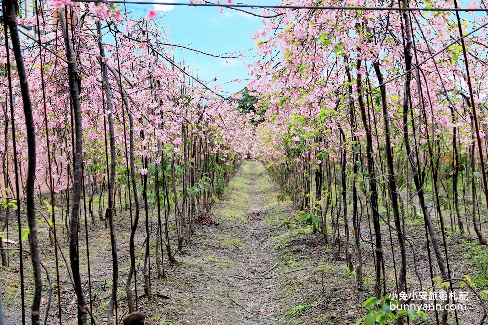 宜蘭景點》最新賞櫻去處！冬山鄉粉紅櫻花隧道，盛開枝垂櫻美如瀑布～