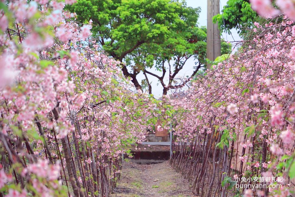 宜蘭景點》最新賞櫻去處！冬山鄉粉紅櫻花隧道，盛開枝垂櫻美如瀑布～