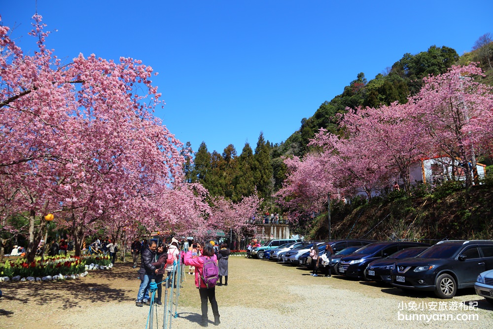 桃園景點》超美超夢幻！拉拉山恩愛農場櫻花粉爆，唯美富士櫻大盛開。