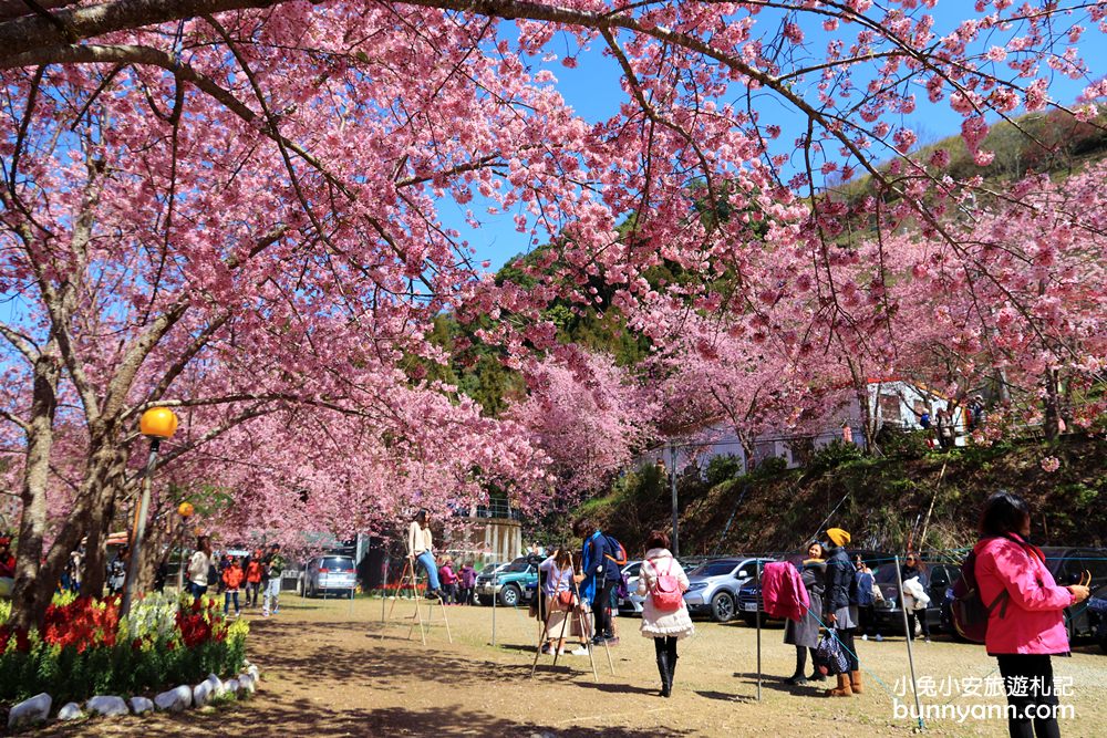 桃園景點》超美超夢幻！拉拉山恩愛農場櫻花粉爆，唯美富士櫻大盛開。