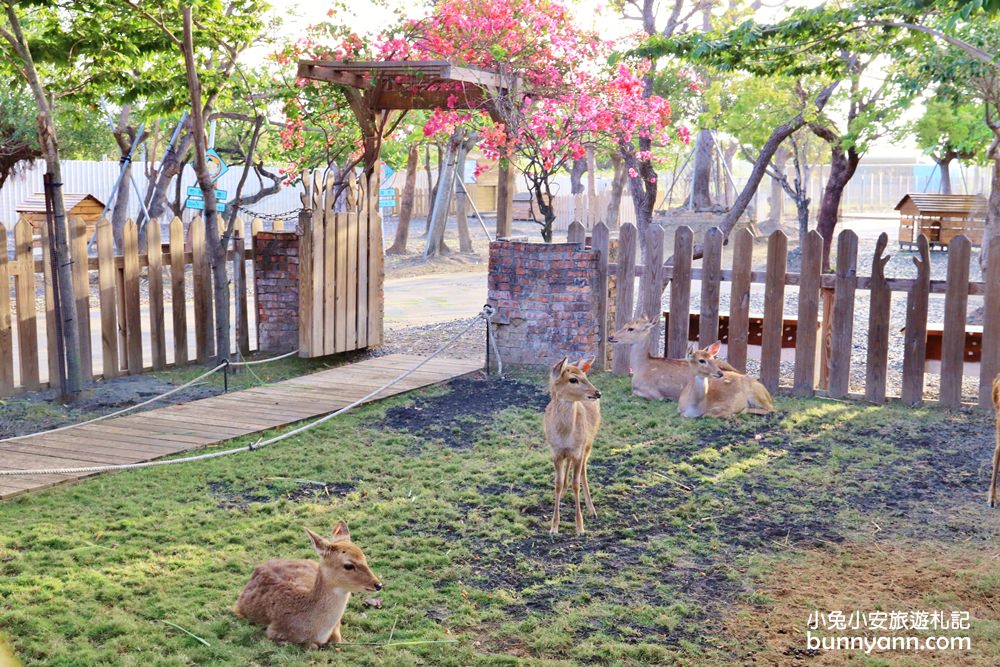 屏東鹿境梅花鹿生態園區，來跟梅花鹿和水豚君互動吧