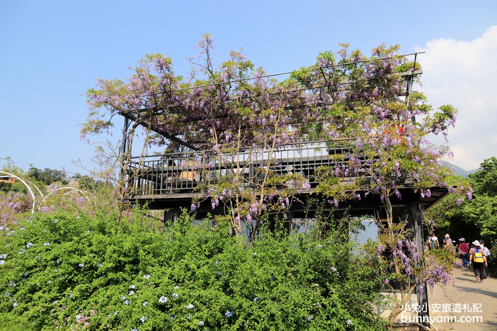 淡水紫藤咖啡園二店水源園區，超美紫藤天空，紫色控快來拍一波